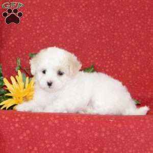 Lilac, Maltipoo Puppy